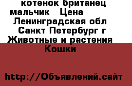 котенок британец мальчик › Цена ­ 2 000 - Ленинградская обл., Санкт-Петербург г. Животные и растения » Кошки   